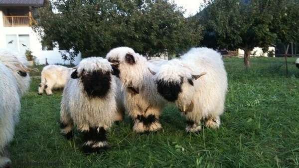 Valais-Blacknose3