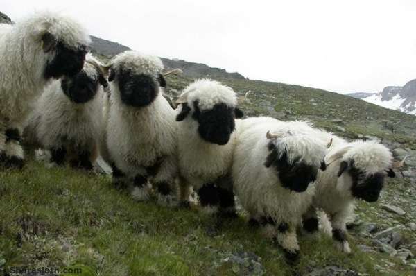 Viehzucht_Kuhkaempfe_b02